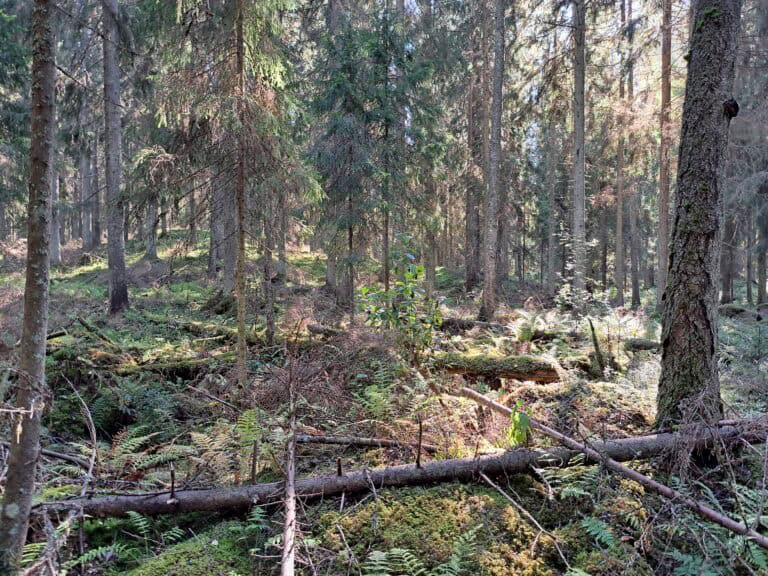 Hausjärven metsä. Kuva: Risto Sulkava
