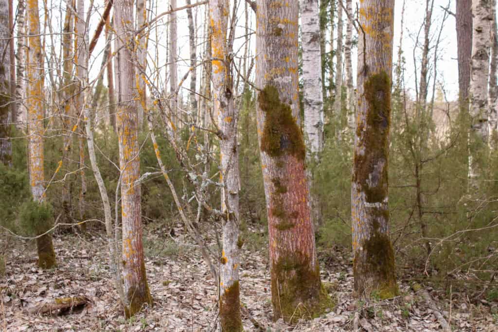 Hahtikarin lukumetsä. Kuva: Petri Haapala