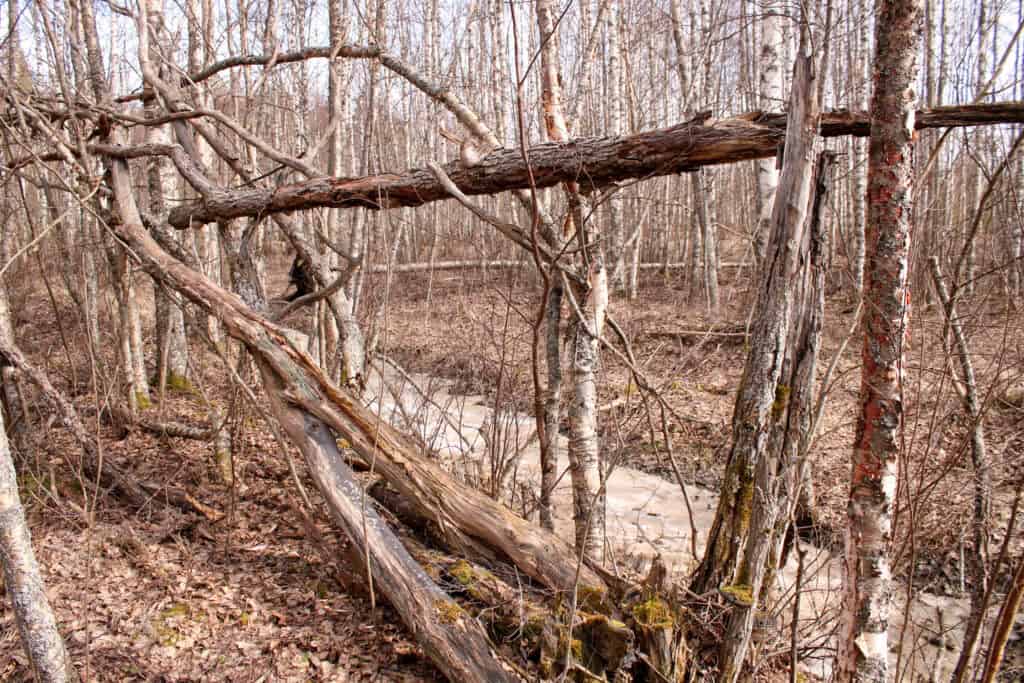 Hahtikarin lukumetsä. Kuva: Petri Haapala