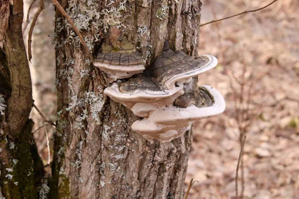 Hahtikarin lukumetsä. Kuva: Petri Haapala