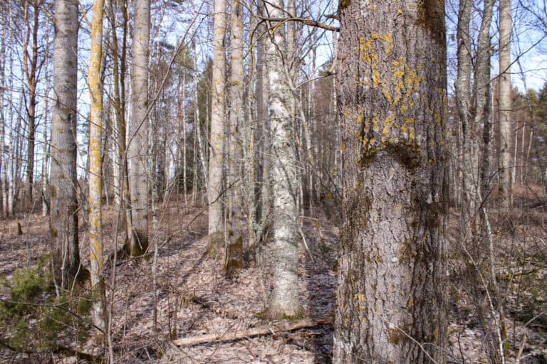 Hahtikarin lukumetsä. Kuva: Petri Haapala