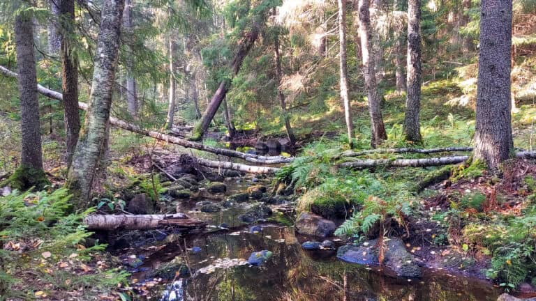 Kauhala. Kuva: Harri Hölttä