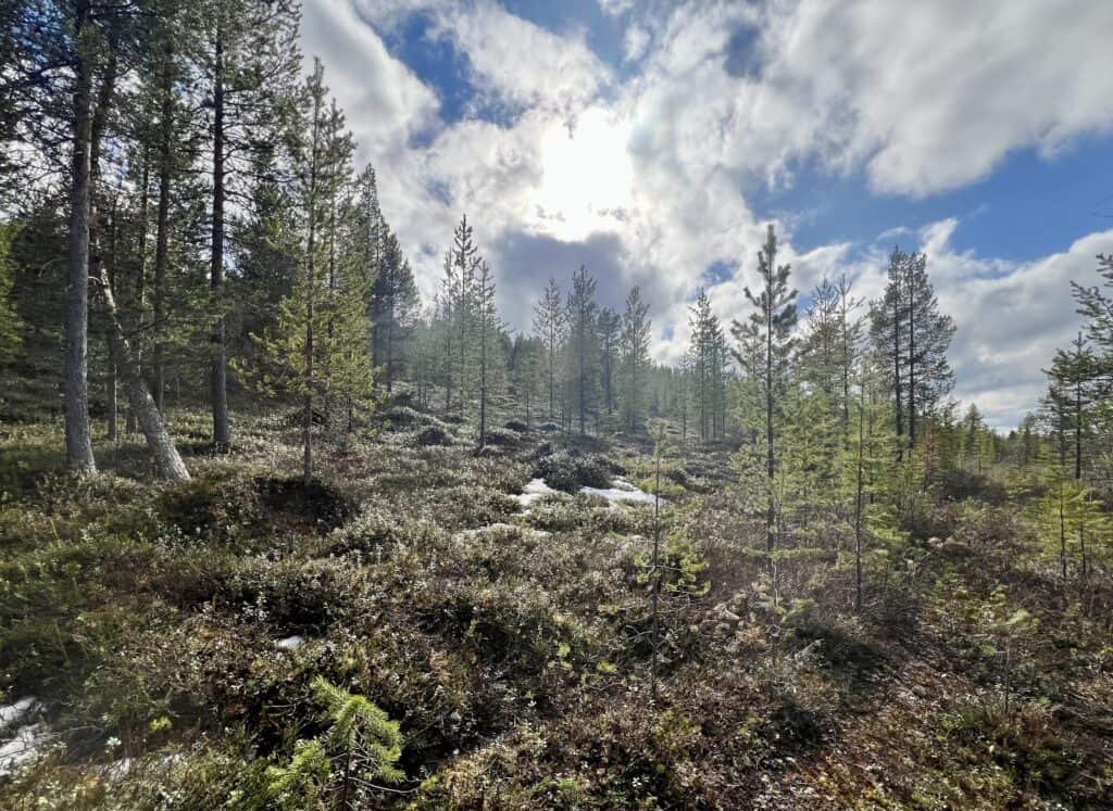 Kurkisuo. Kuva: Risto Kuusakoski