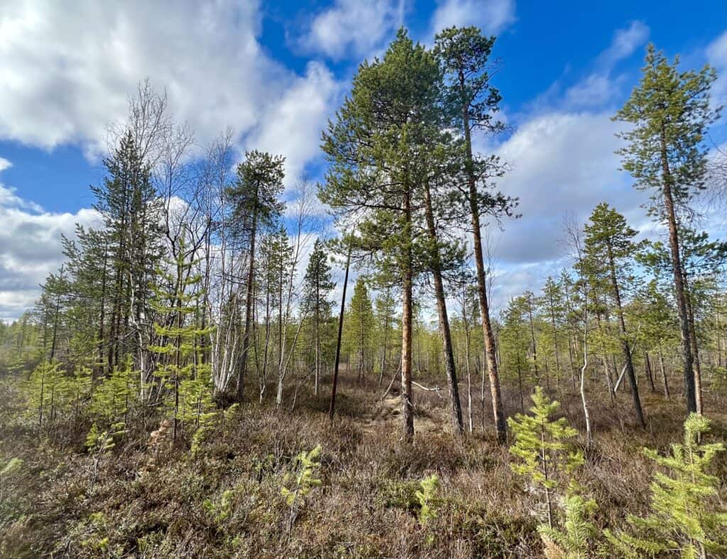 Kurkisuo. Kuva: Risto Kuusakoski