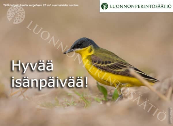 Isänpäivä-2025-keltavästäräkki 20m2-ESIKATSELUKUVA Isänpäivä-2025-keltavästäräkki 20m2-ESIKATSELUKUVA