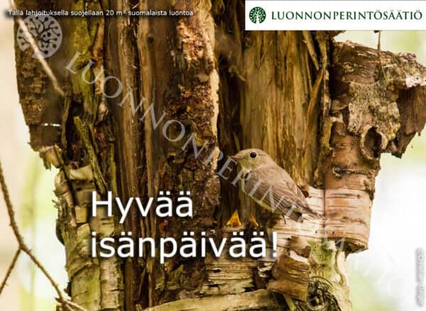 isänpäivä-2025-pikkusieppo-20m2-ESIKATSELUKUVA isänpäivä-2025-pikkusieppo-20m2-ESIKATSELUKUVA