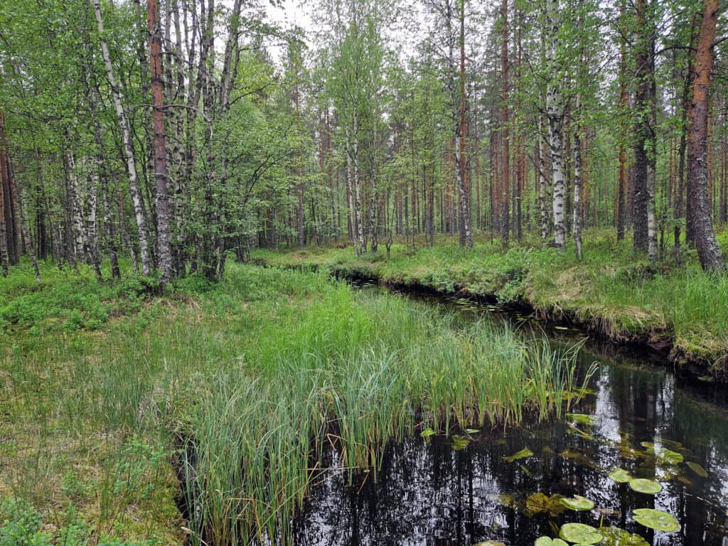 Kaitaranta. Kuva: Vilma Kaukoranta