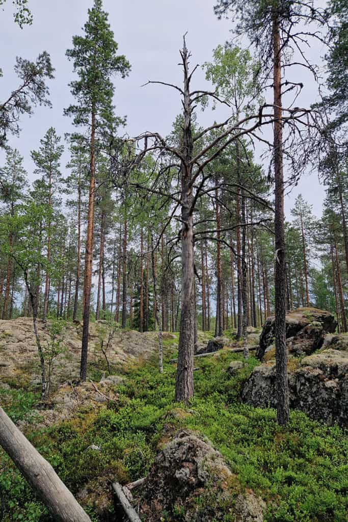 Kaitaranta. Kuva: Alueen myyjä / Luonnonperintösäätiön arkisto