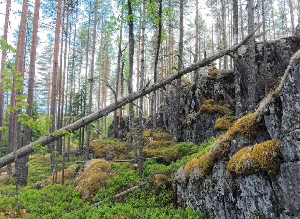 Kaitaranta. Kuva: Alueen myyjä / Luonnonperintösäätiön arkisto