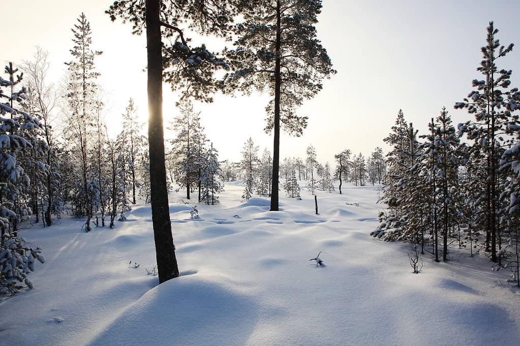 Kanasuo. Kuva: Ari-Pekka Auvinen