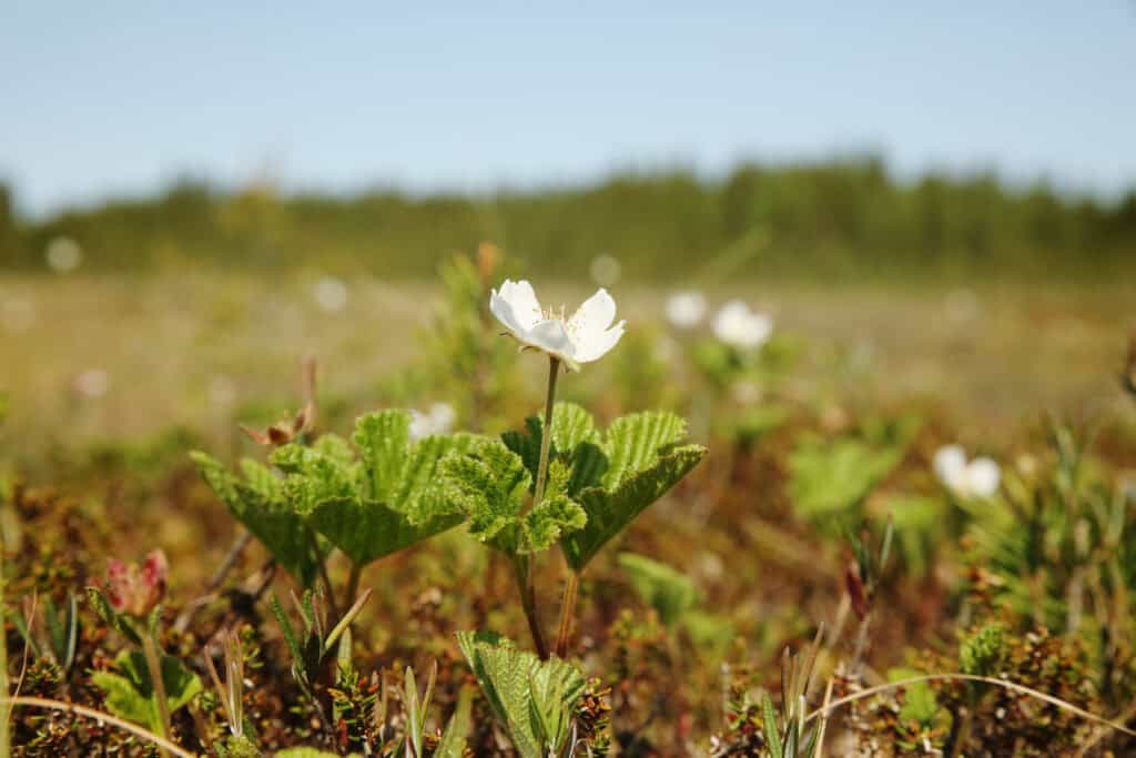 Kanasuo. Kuva: Ari-Pekka Auvinen