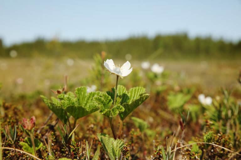 Kanasuo. Kuva: Ari-Pekka Auvinen