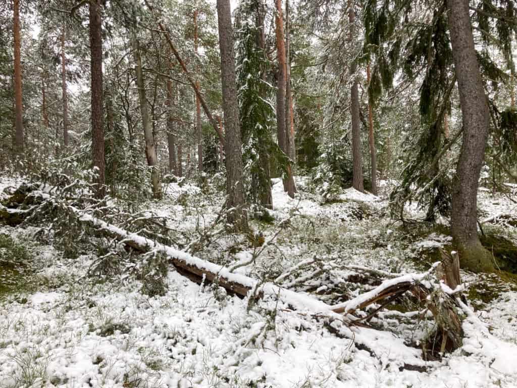 Isomäki. Kuva: Halla Savisaari