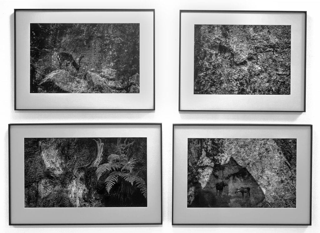 Heikki Willamo: Metsän struktuureja. 