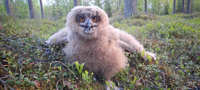 "Pikkuhuuhkaja". Kuva: Ari-Pekka Auvinen