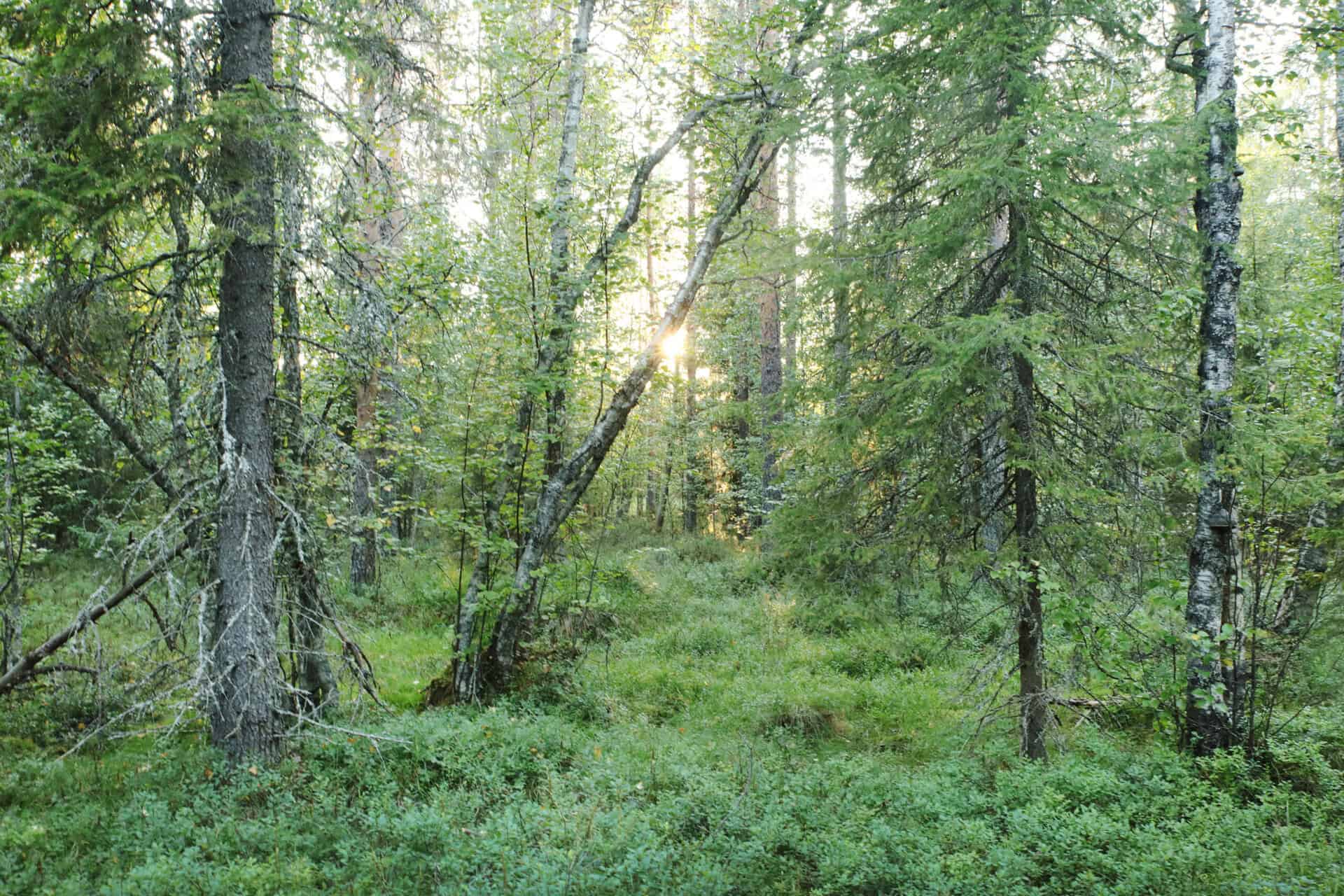 Huopasuo. Kuva: Ari-Pekka Auvinen