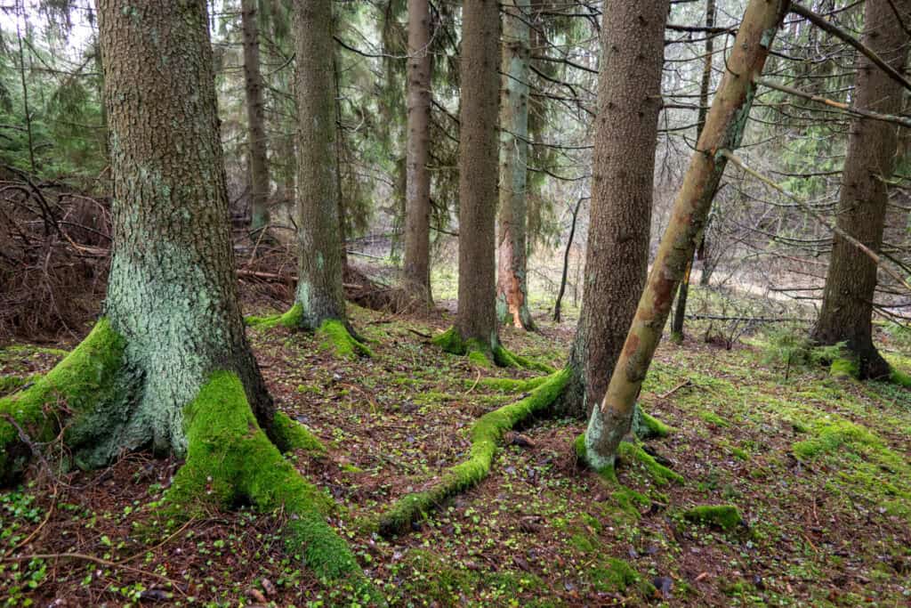 Korvattomanoja. Kuva: Marjatta Sihvonen