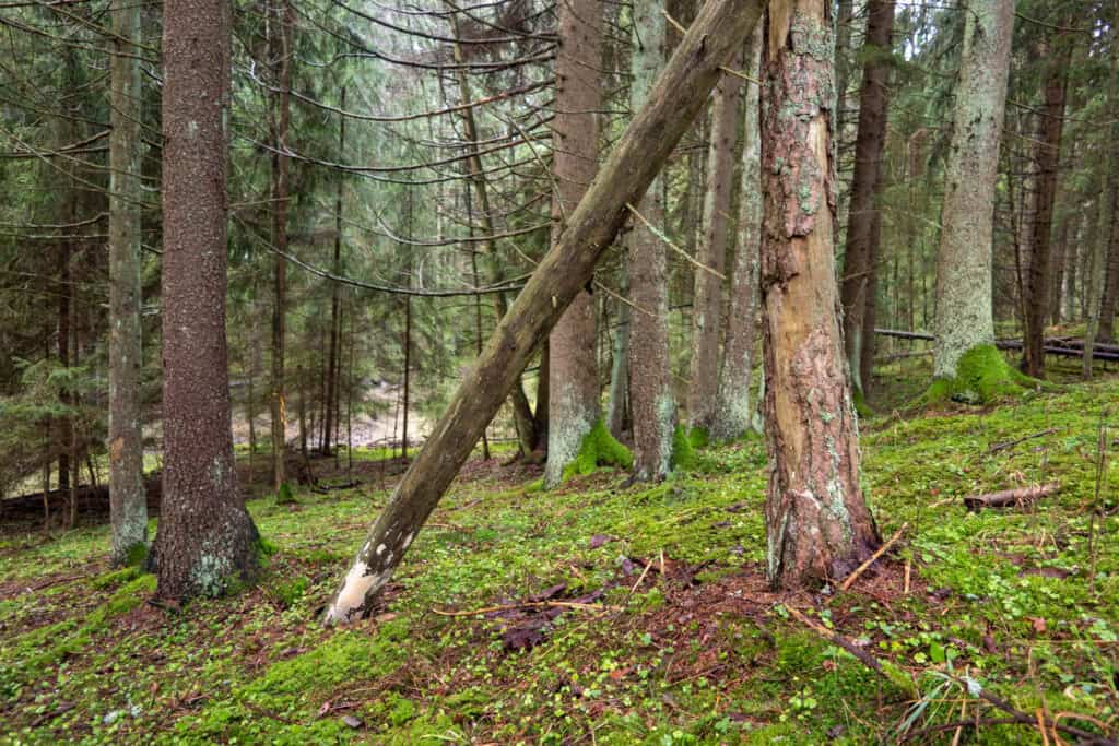 Korvattomanoja. Kuva: Marjatta Sihvonen