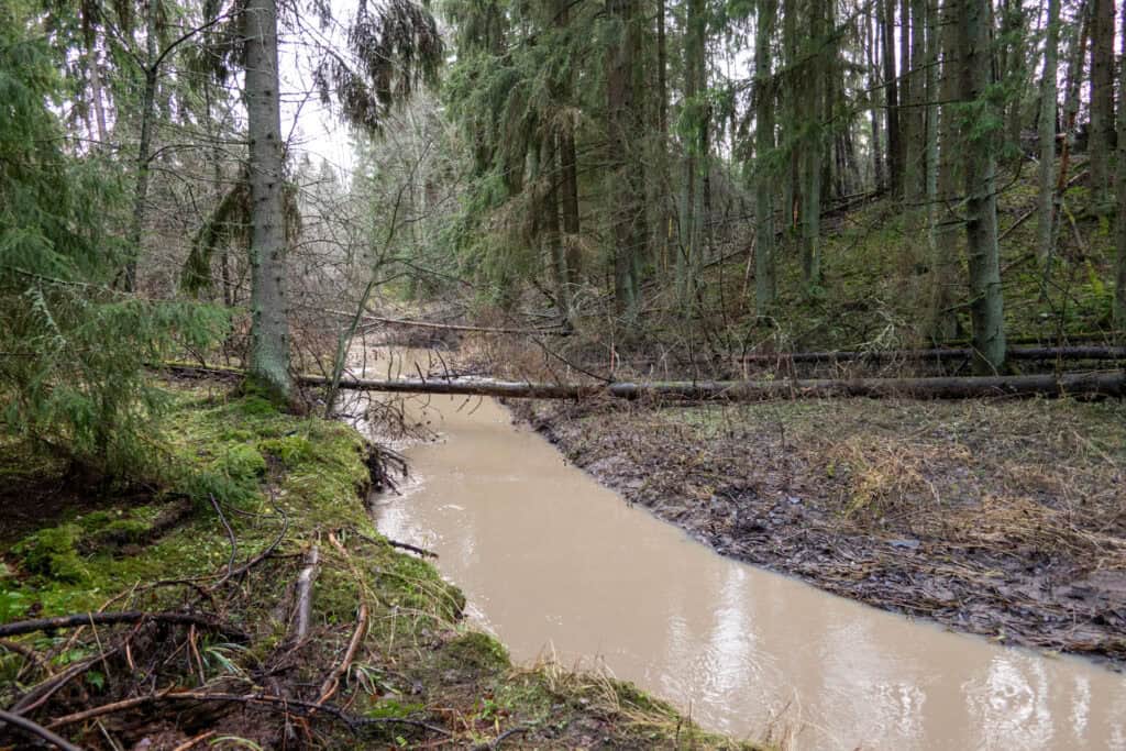 Korvattomanoja. Kuva: Marjatta Sihvonen