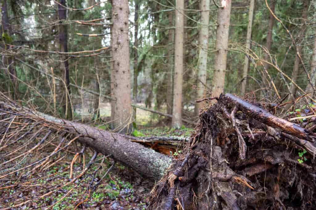 Korvattomanoja. Kuva: Marjatta Sihvonen