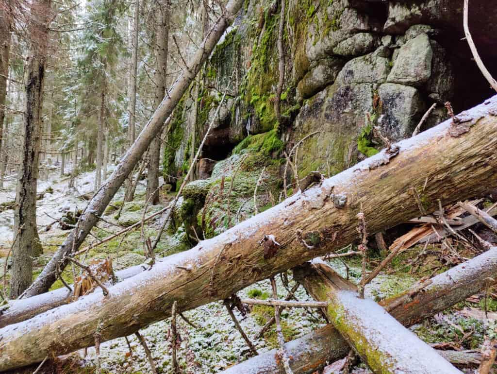 Peikkovuoren metsä. Kuva: Mari Helkiö