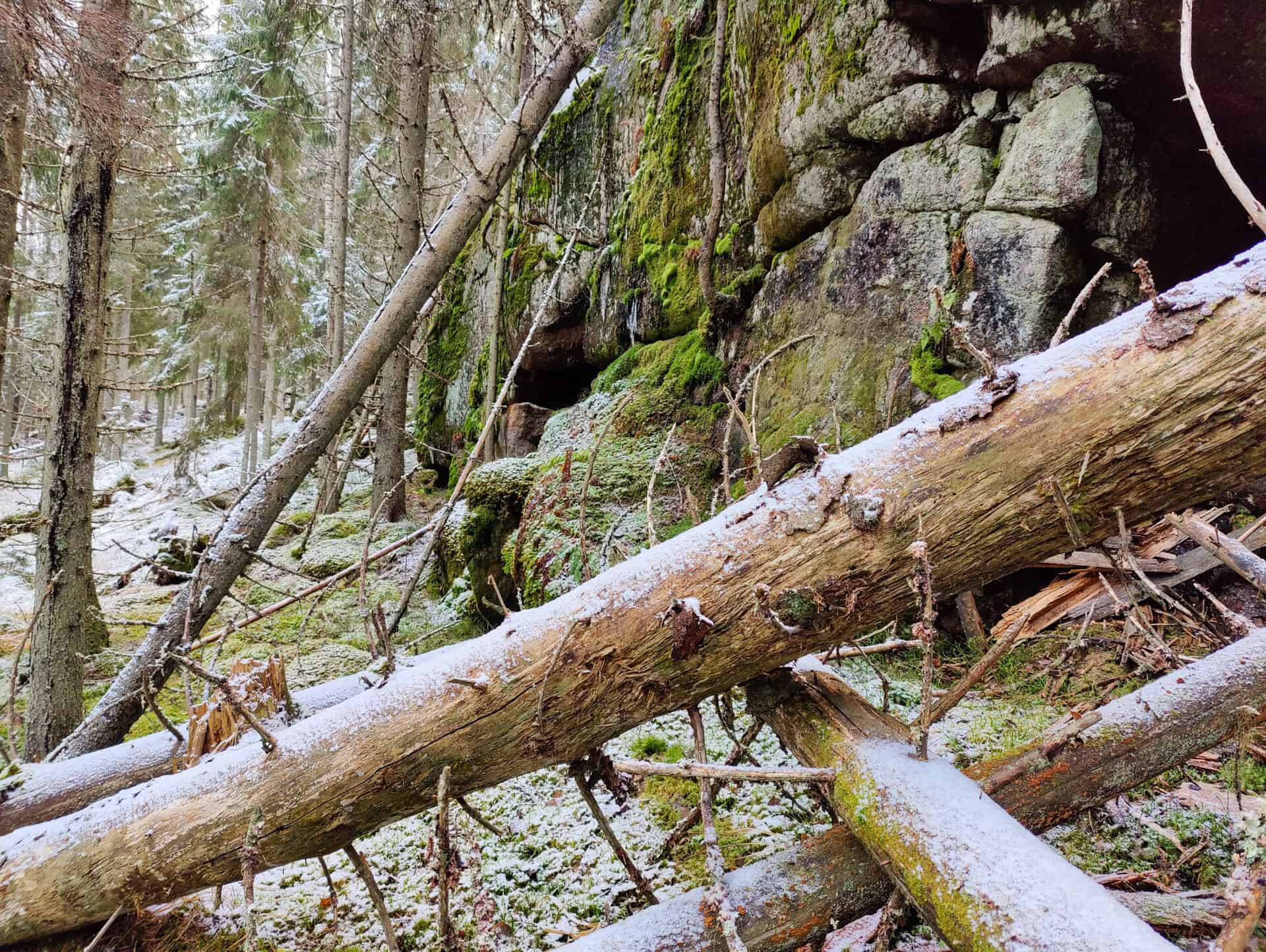 Peikkovuoren metsä. Kuva: Mari Helkiö