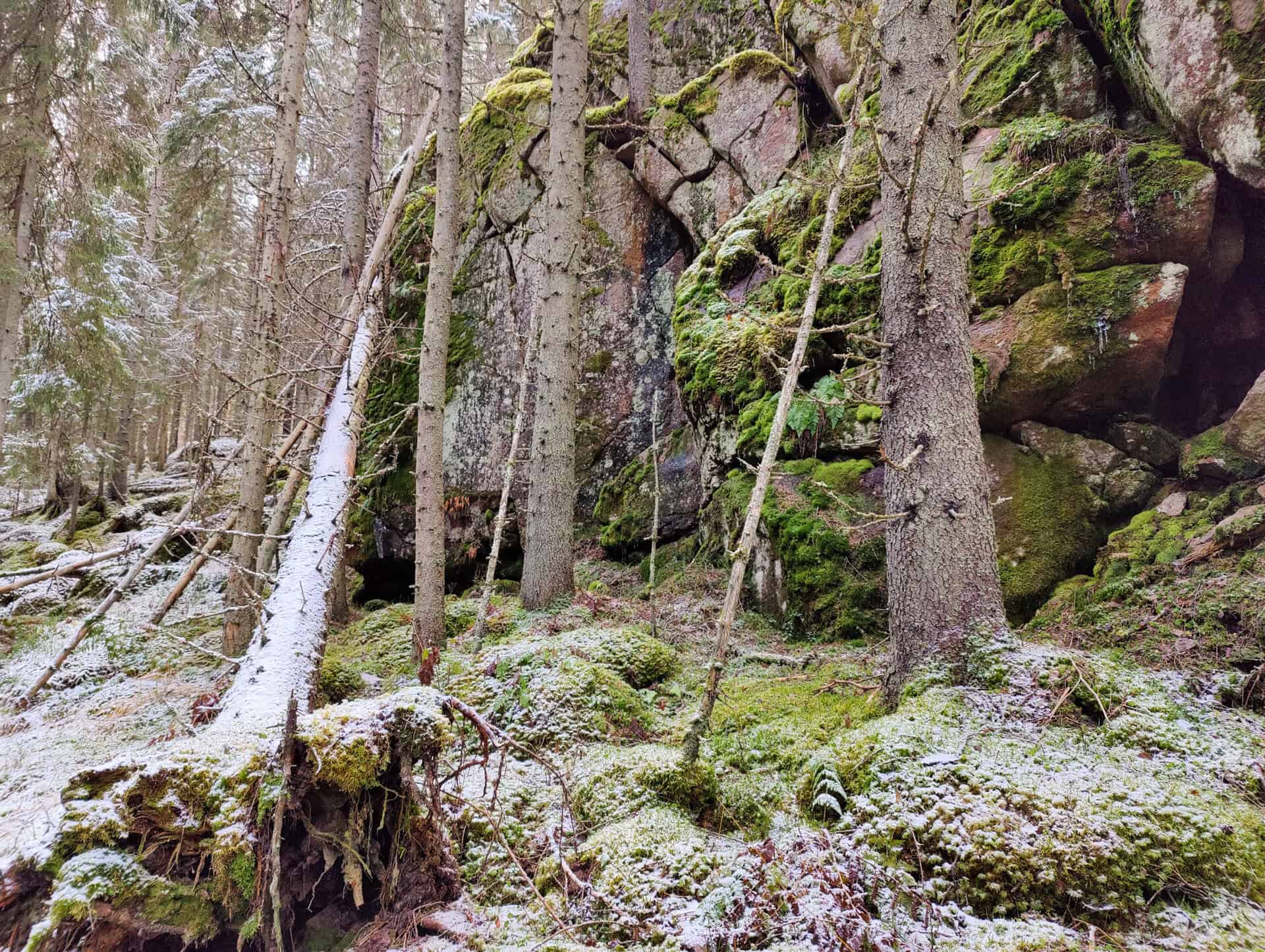 Peikkovuoren metsä. Kuva: Mari Helkiö