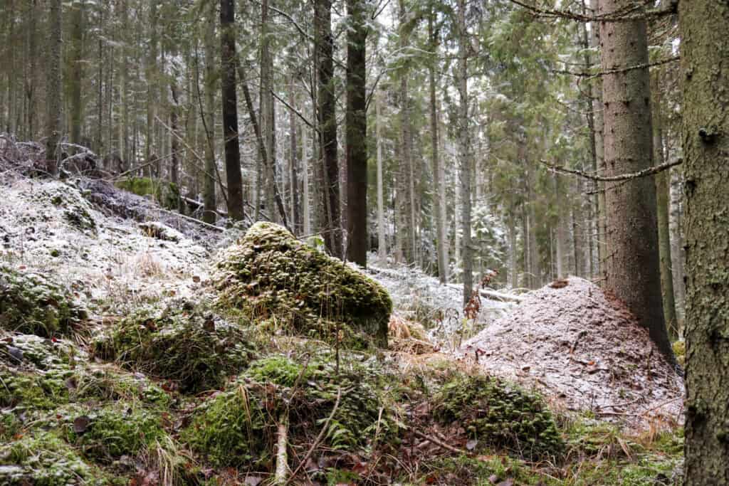 Peikkovuoren metsä. Kuva: Mari Helkiö