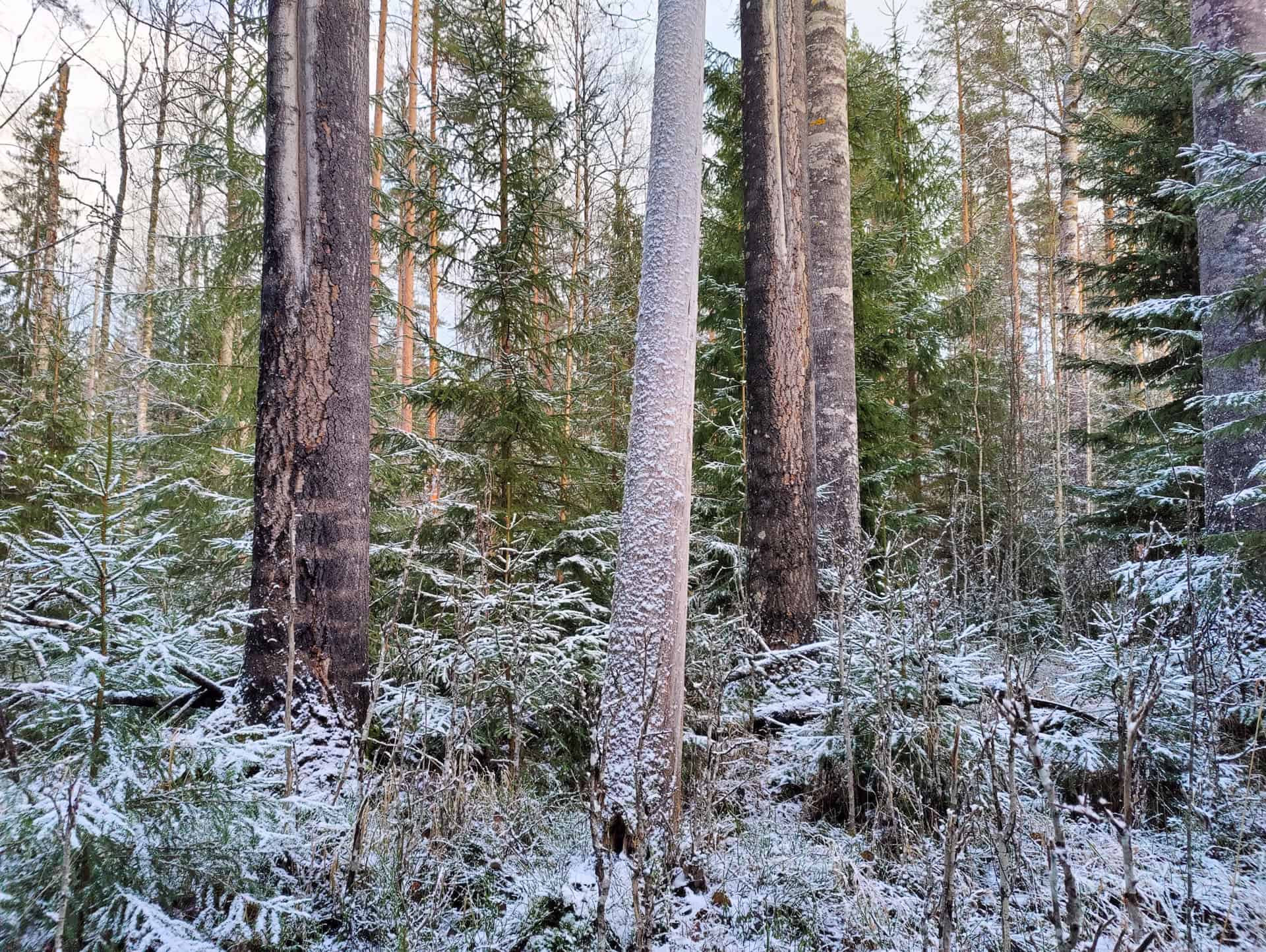 Peikkovuoren metsä. Kuva: Mari Helkiö