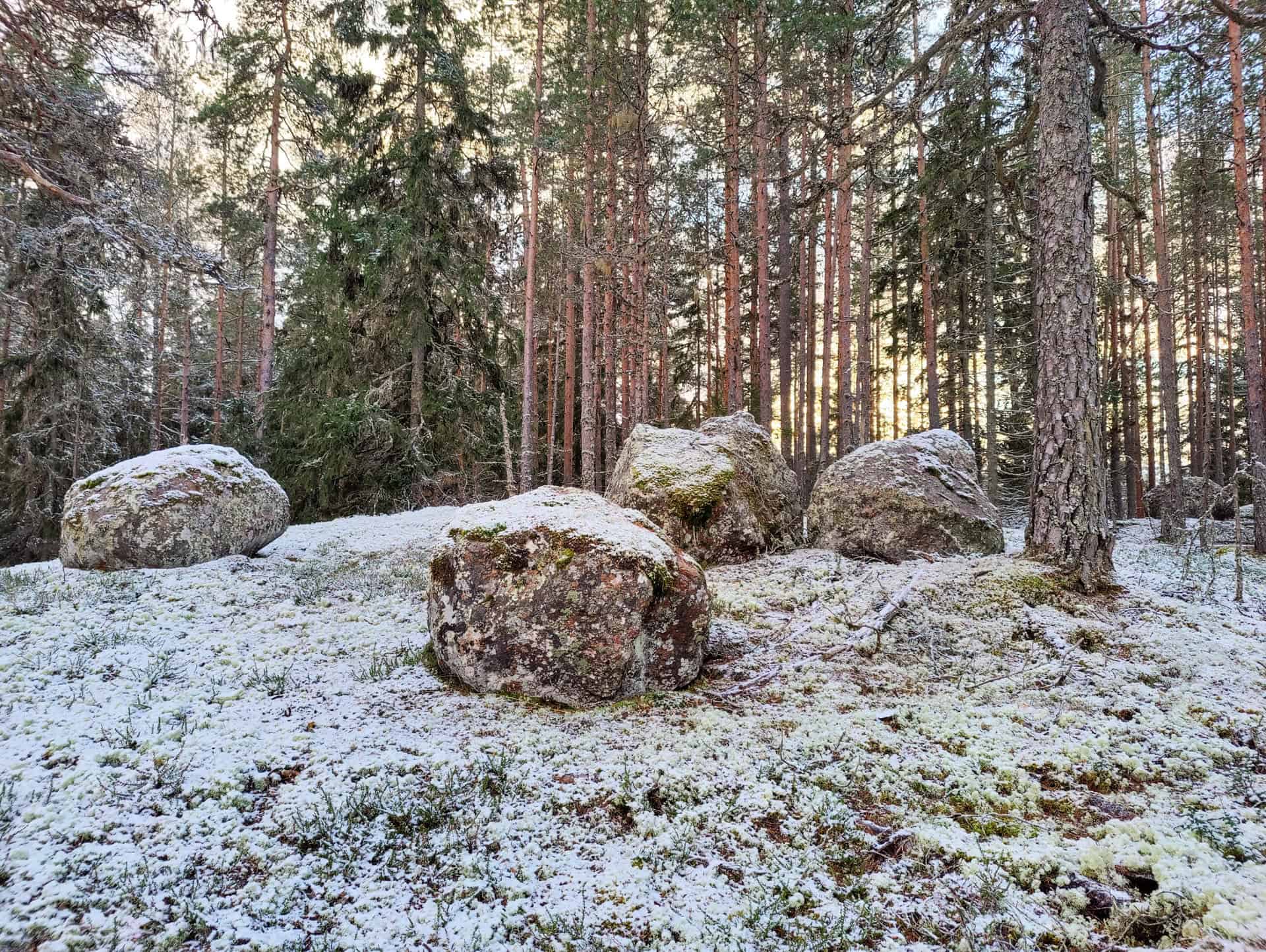 Peikkovuoren metsä. Kuva: Mari Helkiö