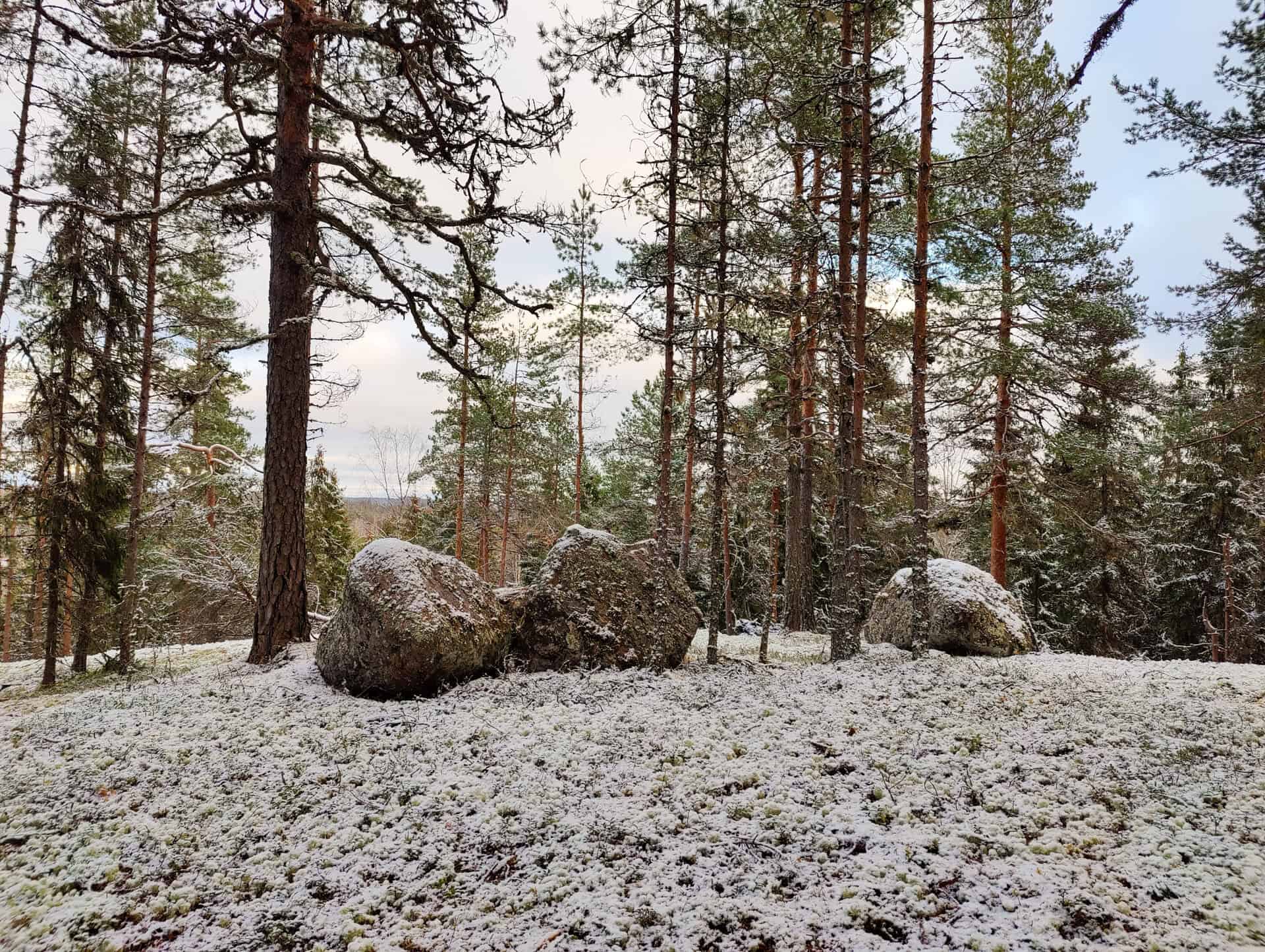 Peikkovuoren metsä. Kuva: Mari Helkiö
