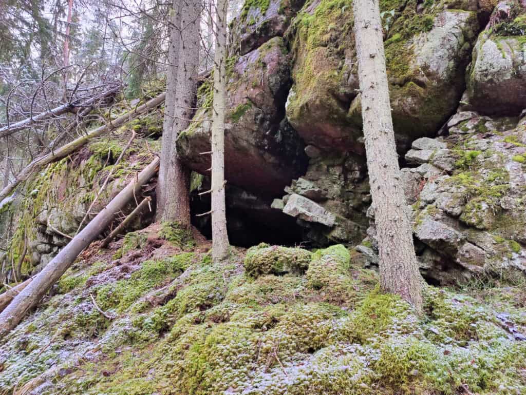Peikkovuoren metsä. Kuva: Mari Helkiö