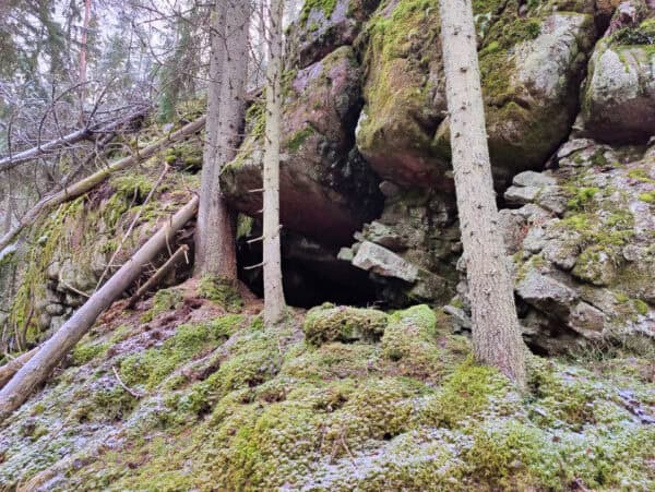 Peikkovuoren metsä. Kuva: Mari Helkiö