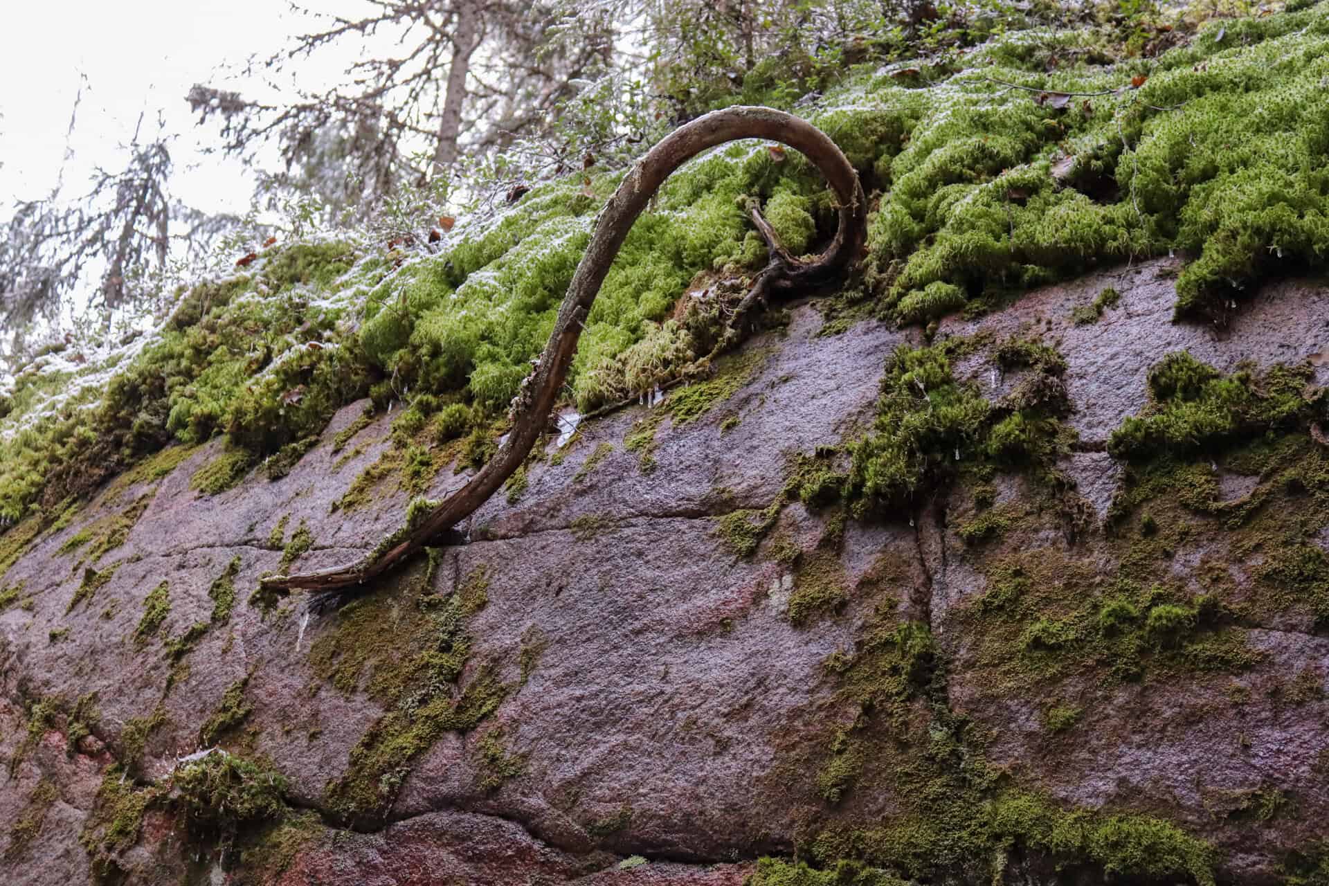 Peikkovuoren metsä. Kuva: Mari Helkiö