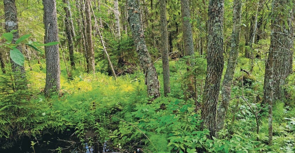 Huuhkajametsän salaisuus. Kuva: Anneli Jussila