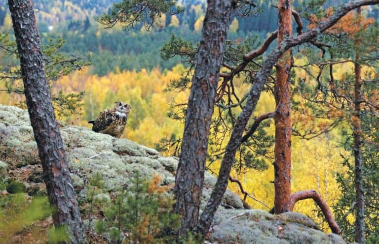 Huuhkajametsän salaisuus. Kuva: Heikki Willamo