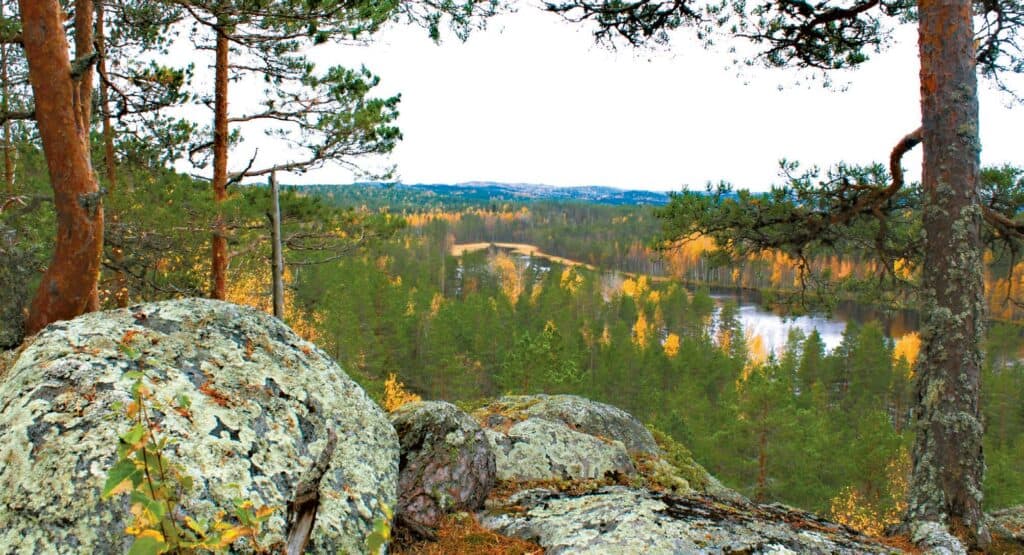 Huuhkajametsän salaisuus. Kuva: Marjo Kuisma