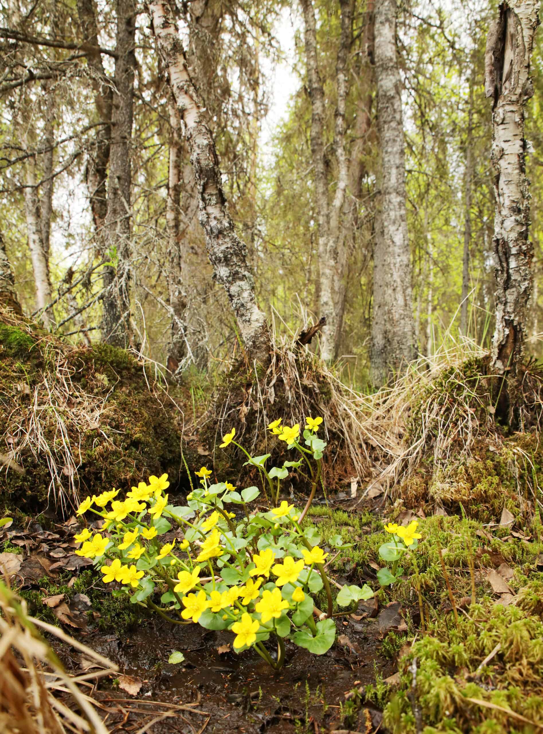 Jokiaho. Kuva: Ari-Pekka Auvinen