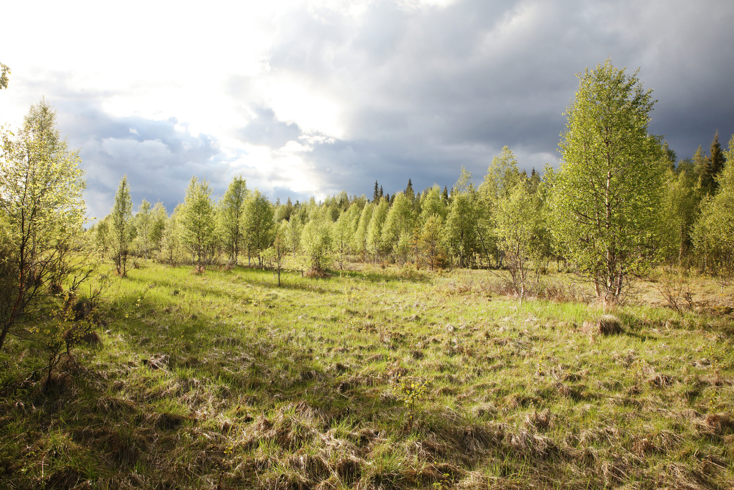 Jokiaho. Kuva: Ari-Pekka Auvinen