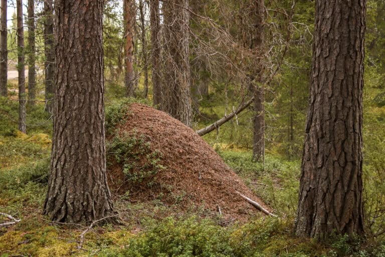Jokiaho. Kuva: Petri Haapala