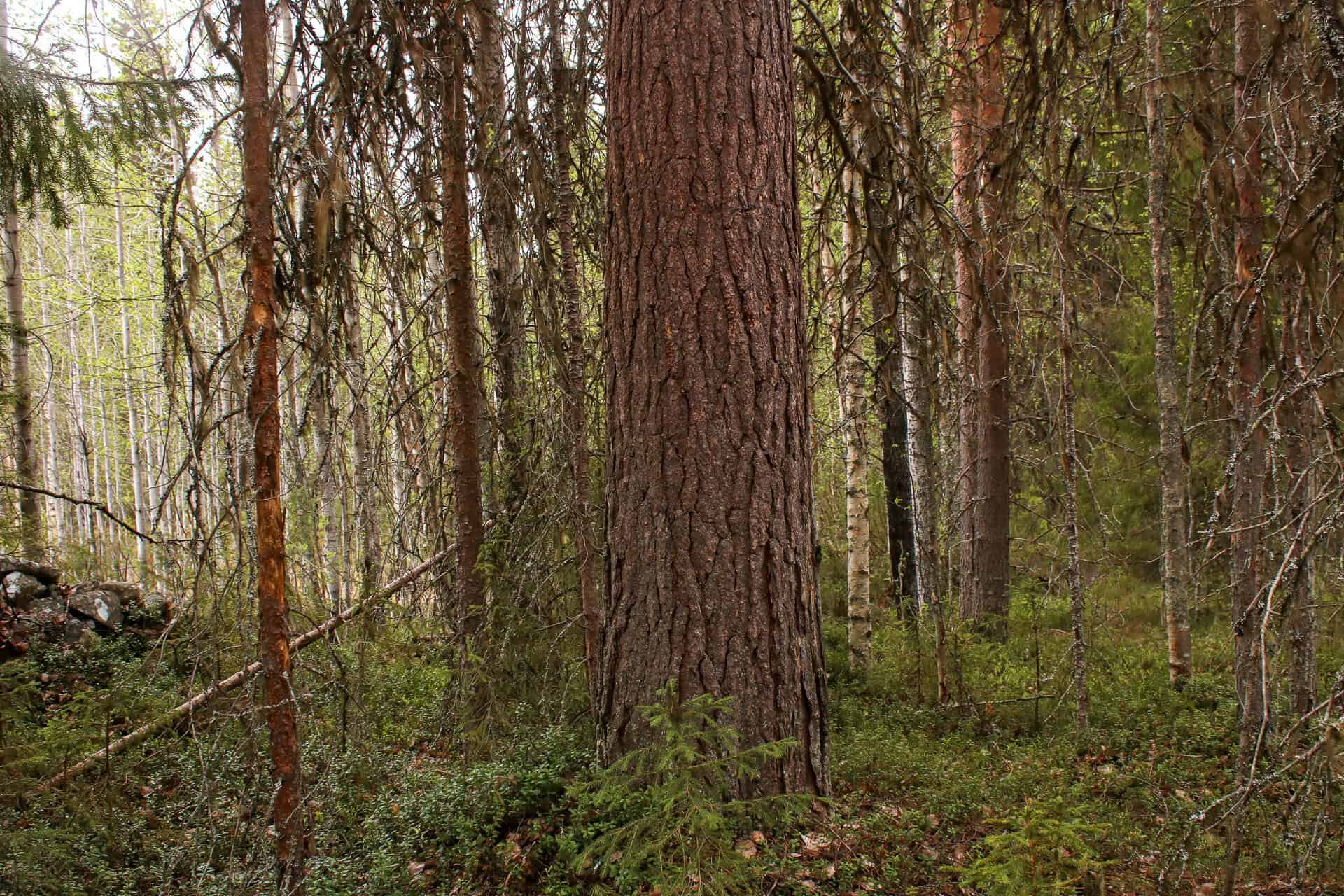 Jokiaho. Kuva: Petri Haapala
