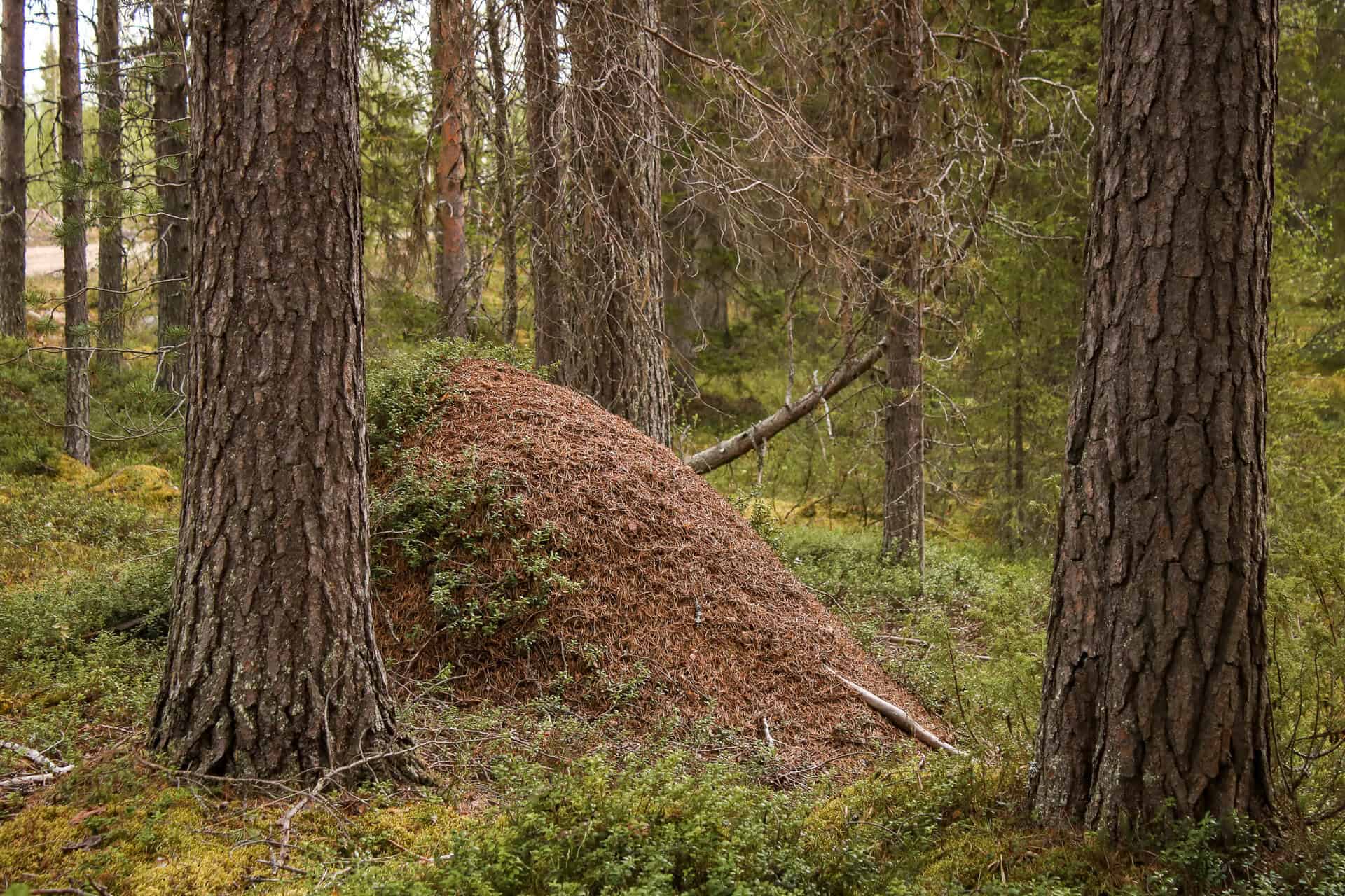Jokiaho. Kuva: Petri Haapala