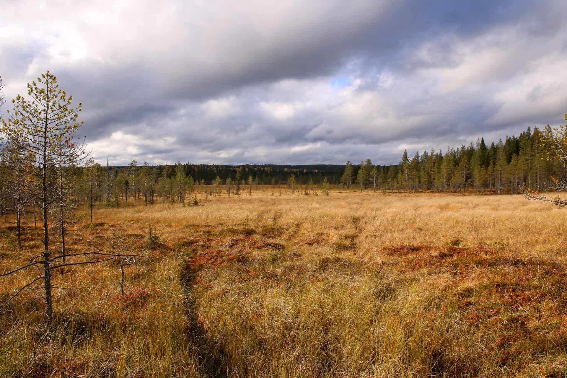 Koppelosuo. Kuva: Petri Haapala