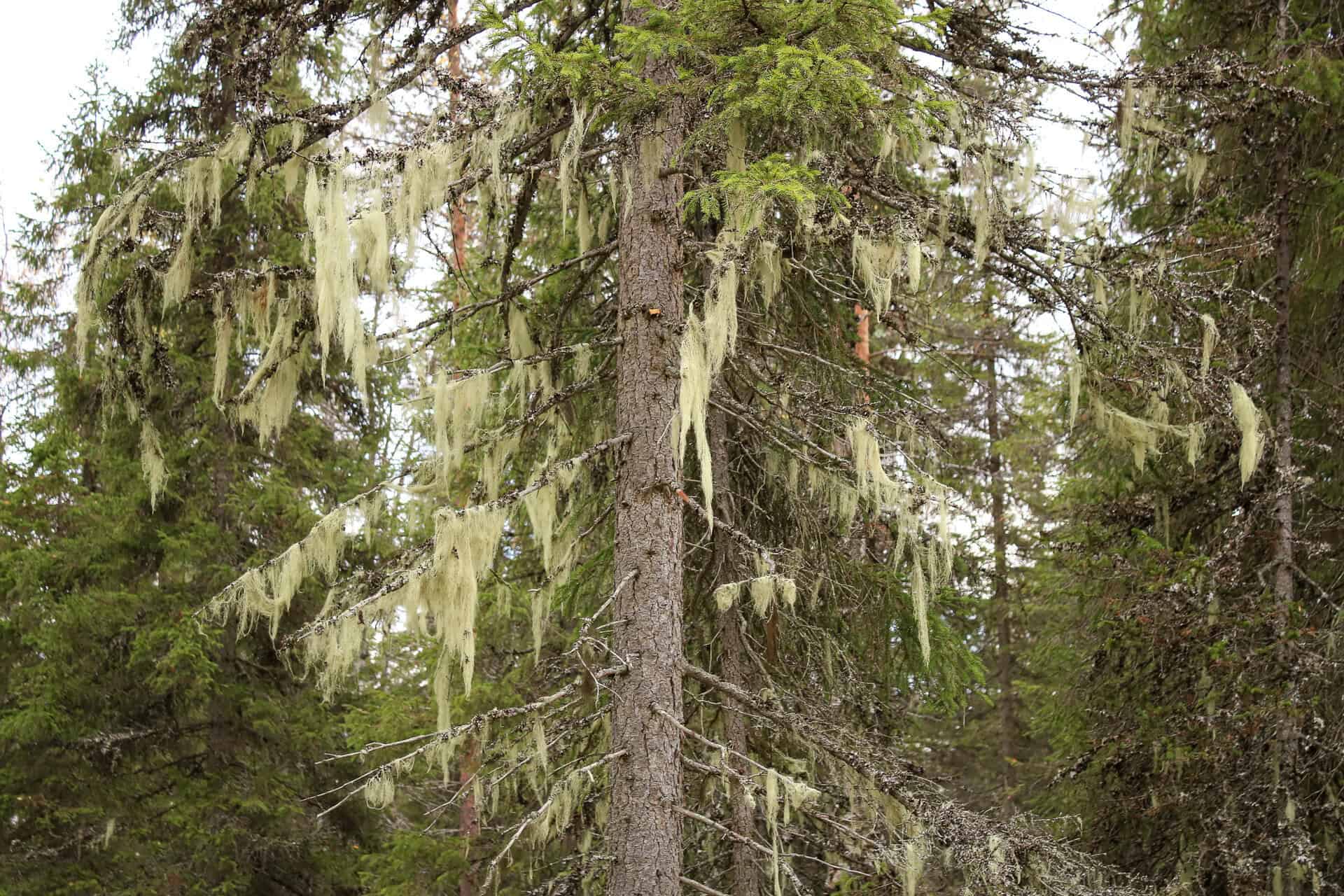 Koppelosuo. Kuva: Petri Haapala