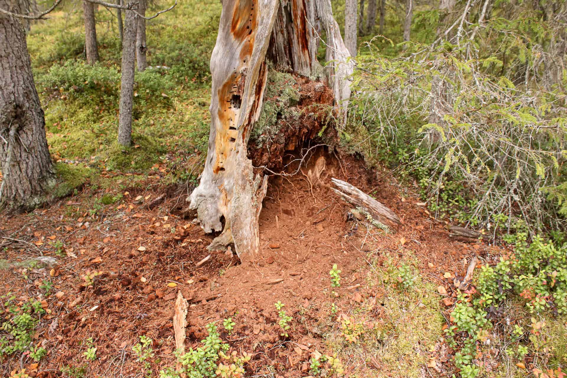 Koppelosuo. Kuva: Petri Haapala