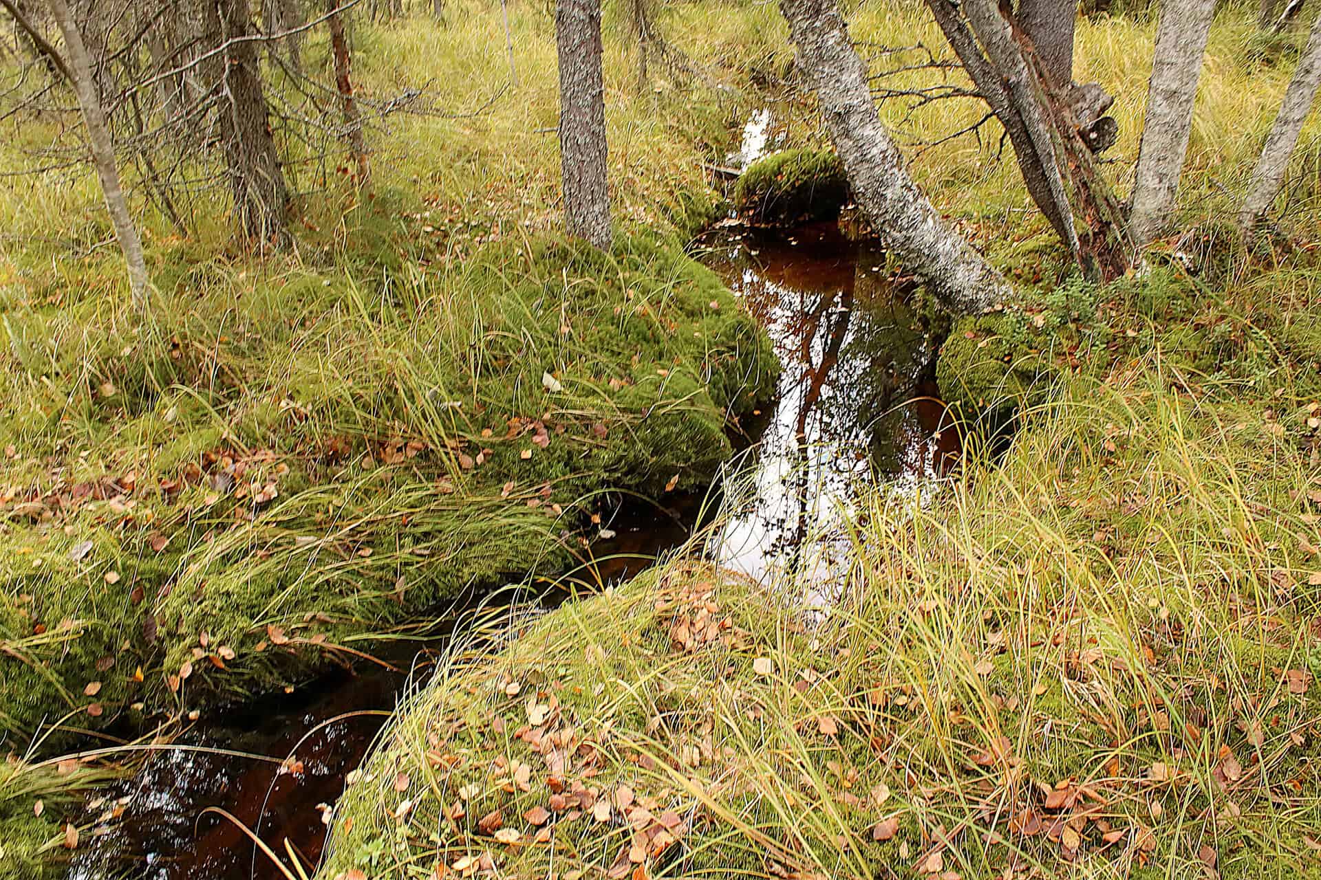 Koppelosuo. Kuva: Petri Haapala