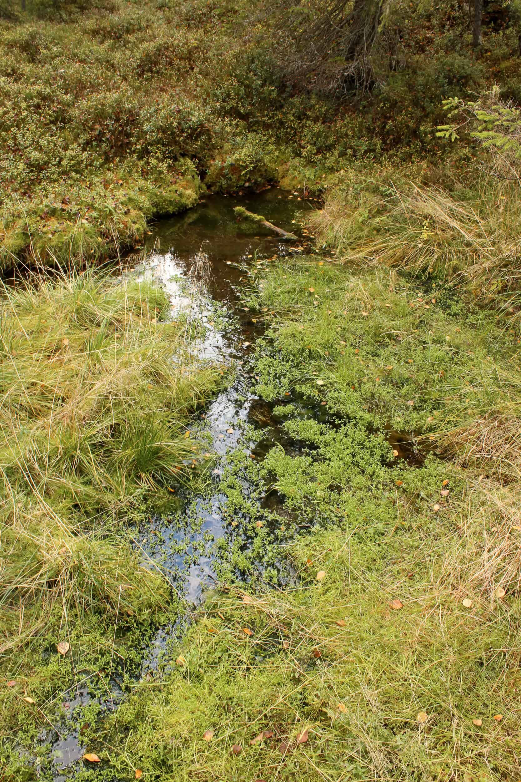 Koppelosuo. Kuva: Petri Haapala