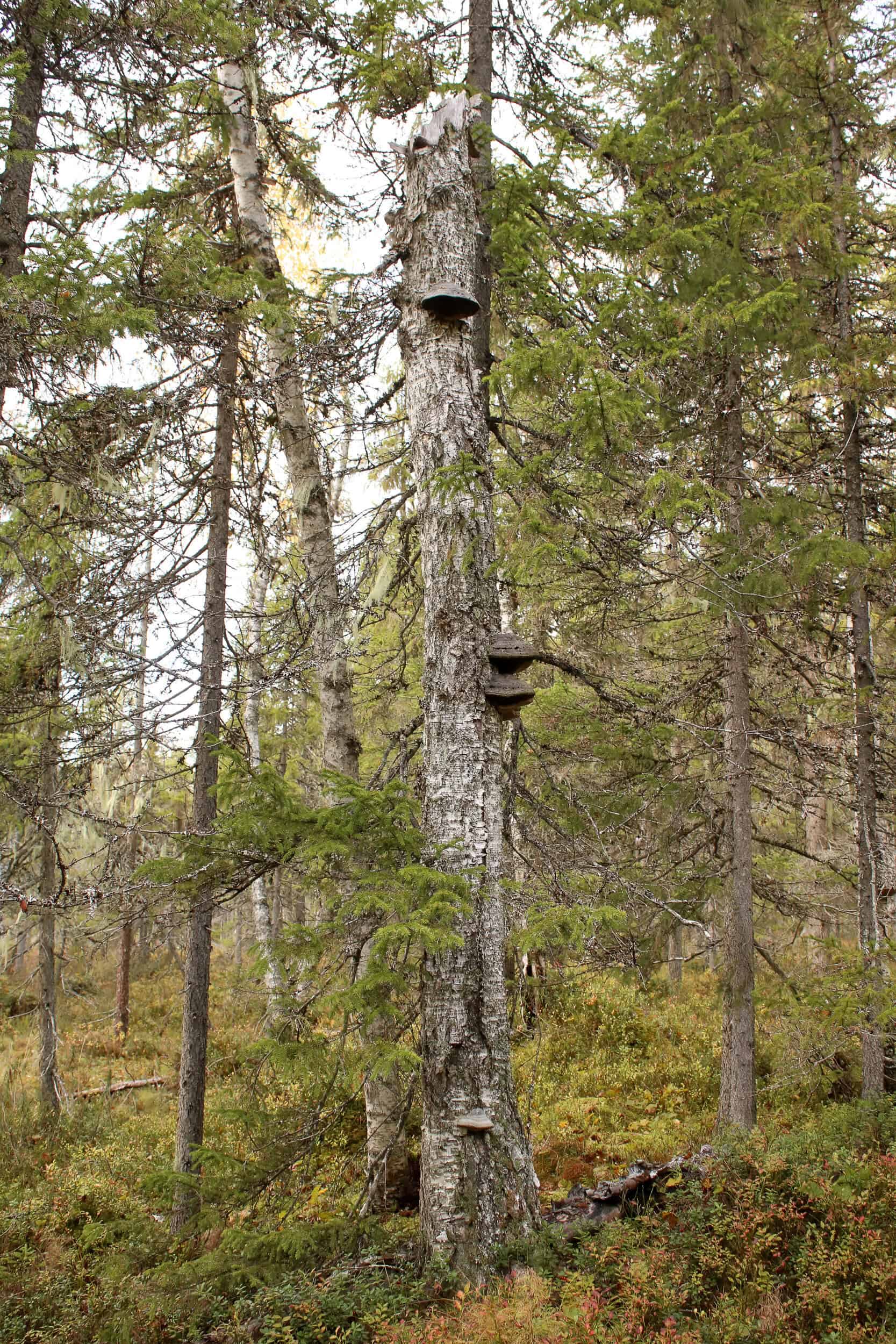 Koppelosuo. Kuva: Petri Haapala