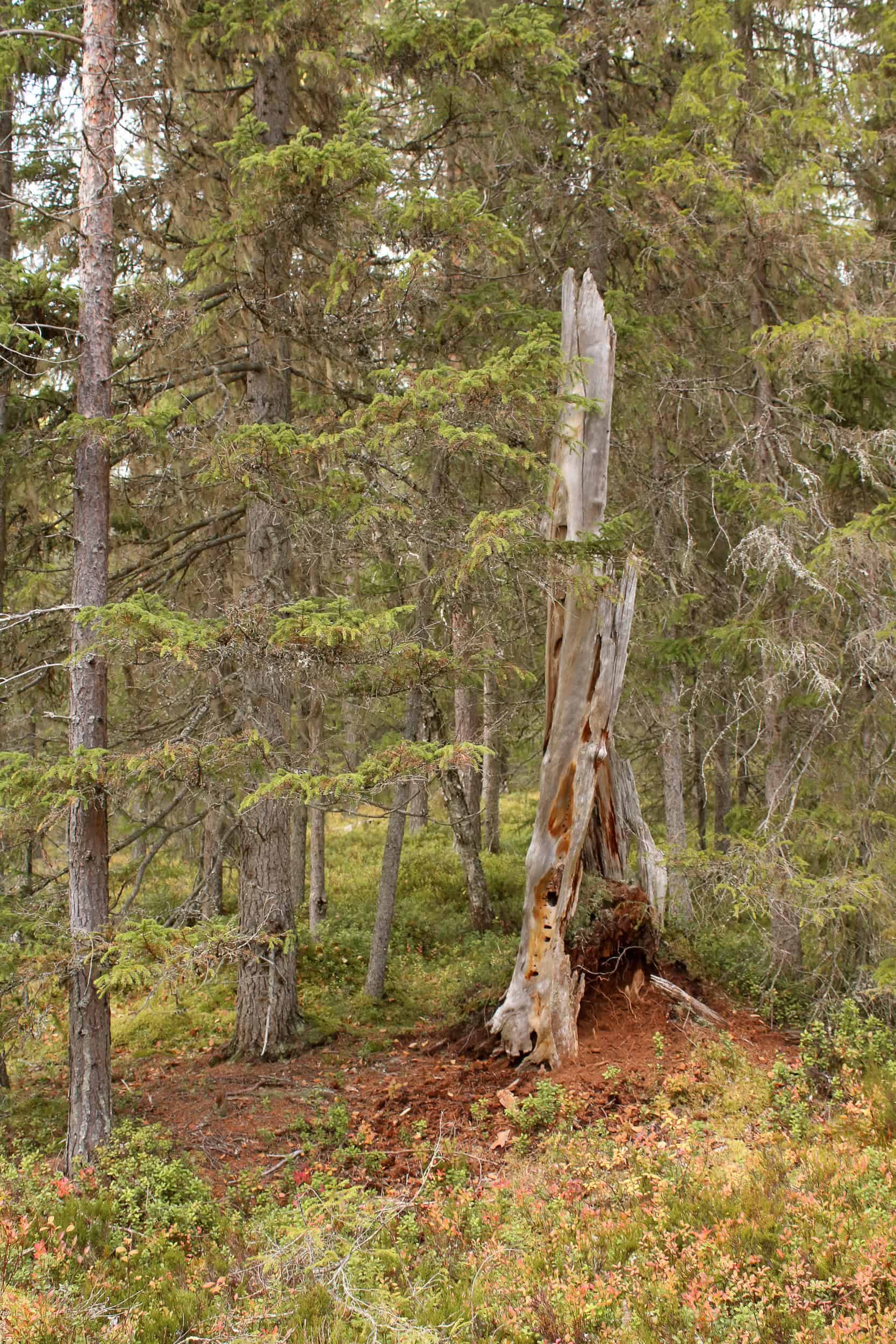 Koppelosuo. Kuva: Petri Haapala