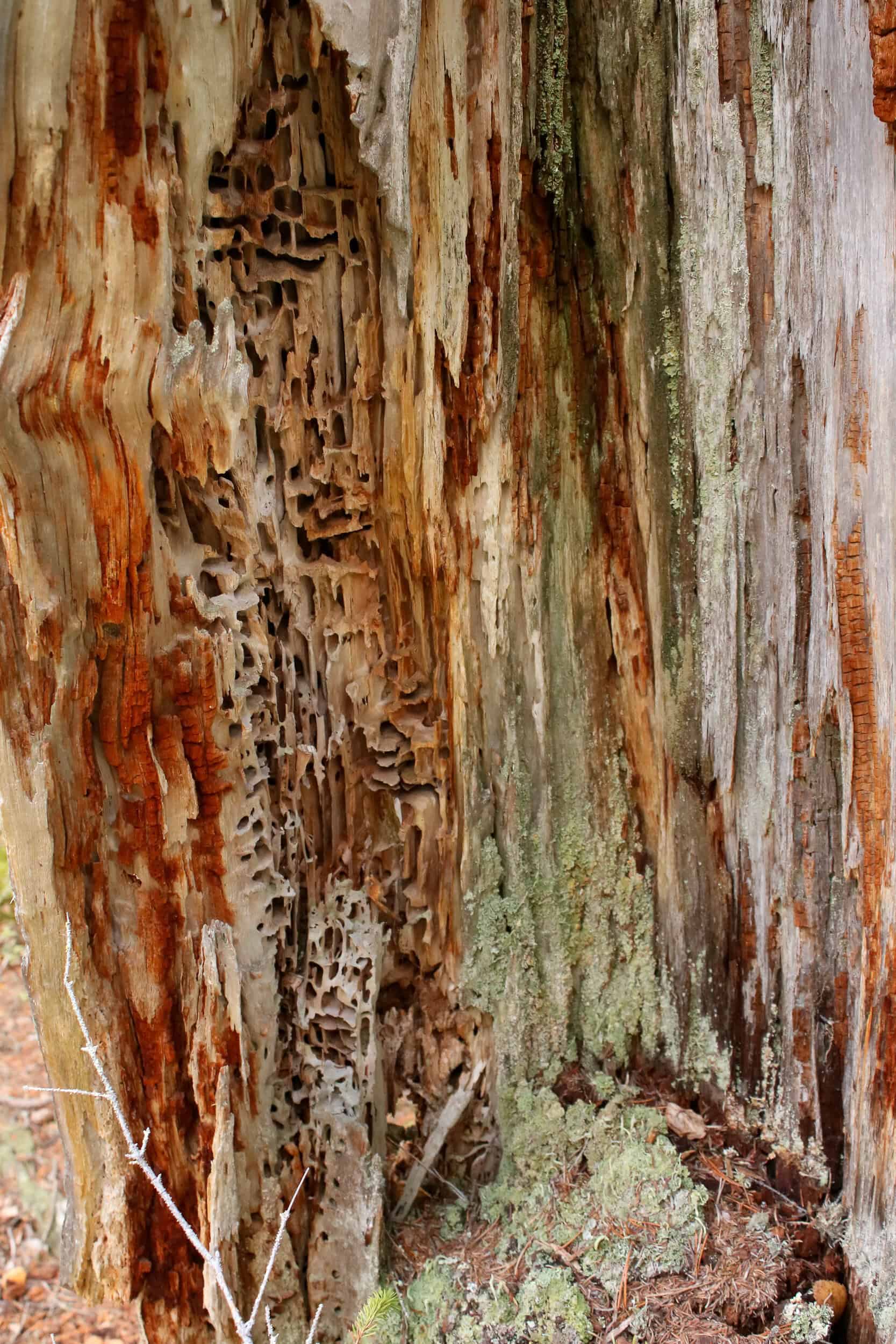 Koppelosuo. Kuva: Petri Haapala